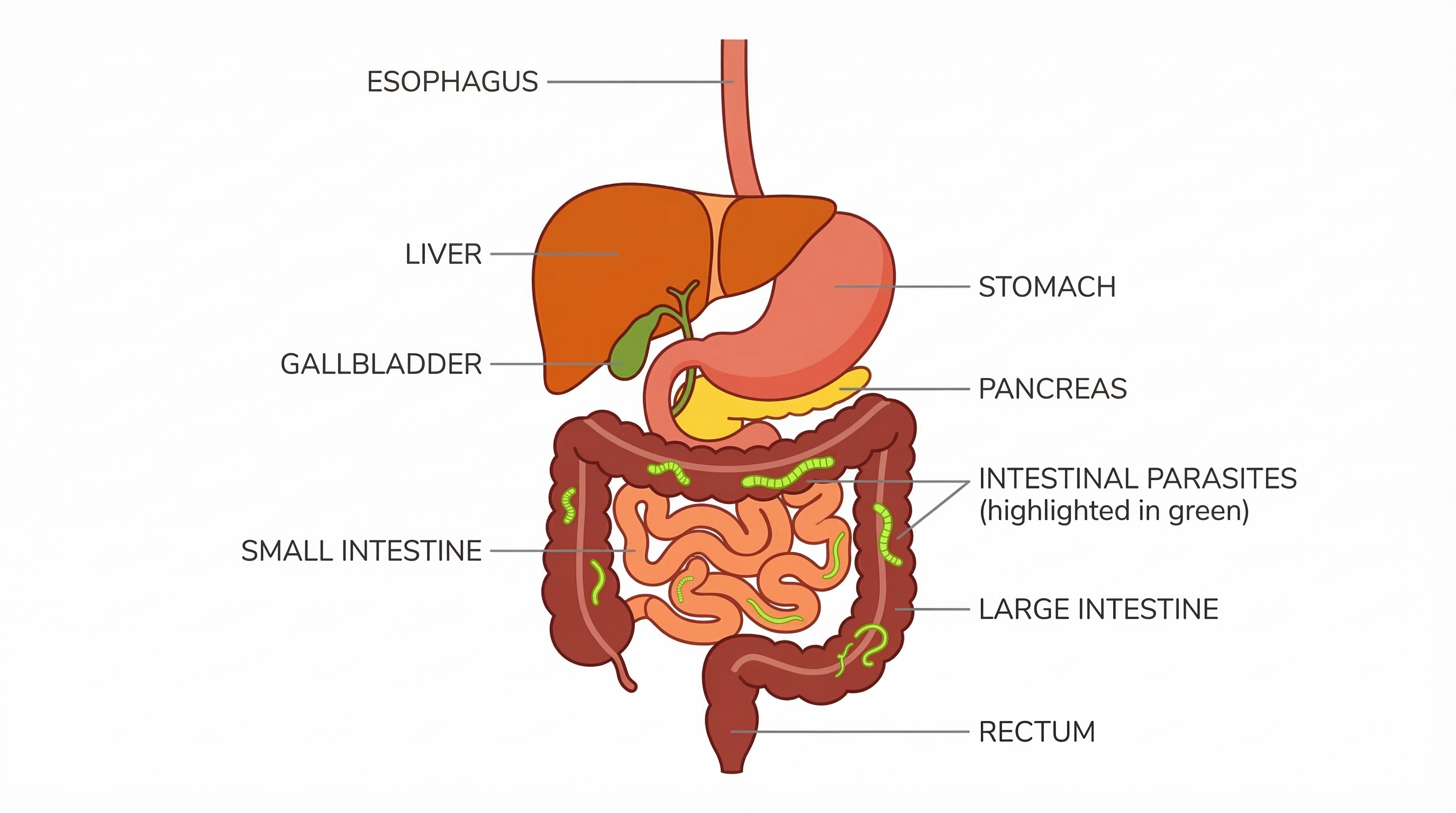 ¿Qué son los parásitos intestinales? Tipos, causas y síntomas