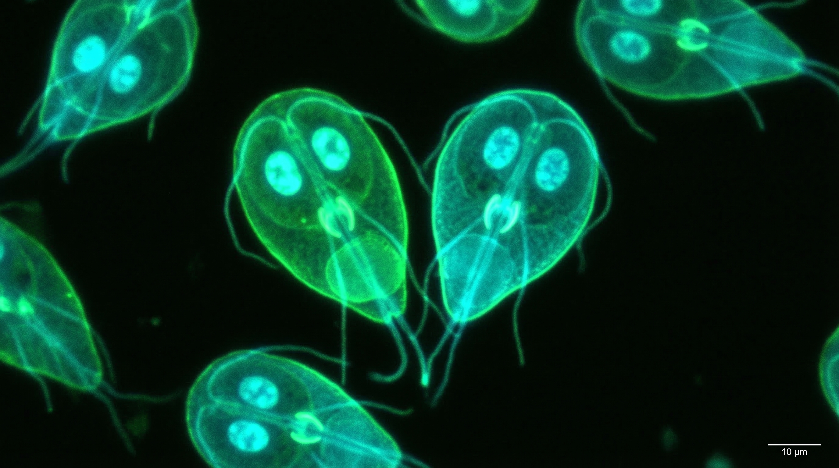 Vista microscópica del parásito Giardia lamblia